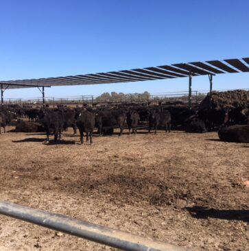 Sustainable Australian Beef