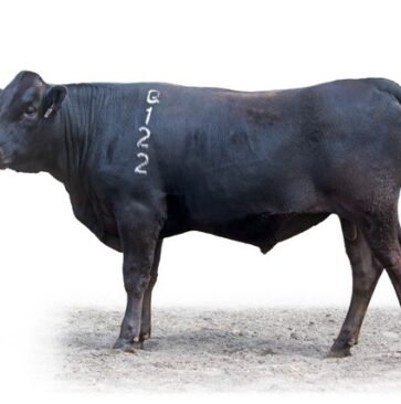 KWA News Better Bulls for Better Beef